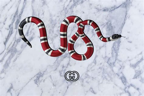 gucci snake desktop wallpaper